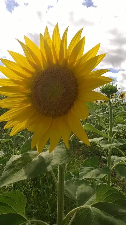 La Pommeraie Nantille Luaran gambar